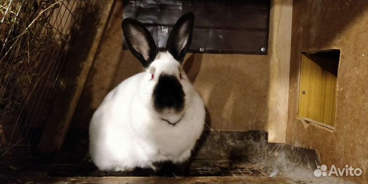 Калифорнийские кролики