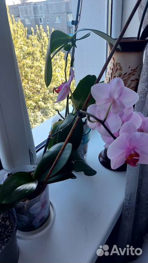 Дендробиум фаленопсис
