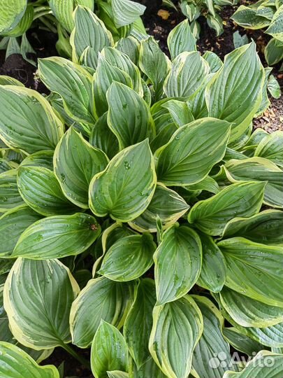 Хосты сортовые