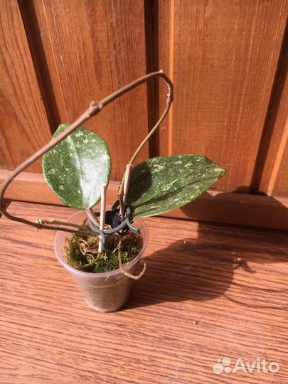 Хойи паразитка лао, глабра, лакуноза