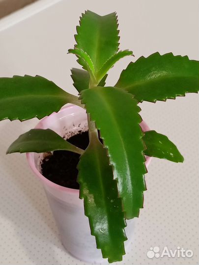 Каланхоэ лечебный