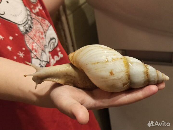 Улитки ахатины большие