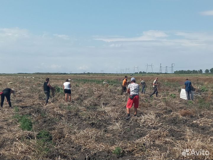 Разнорабочие вахта