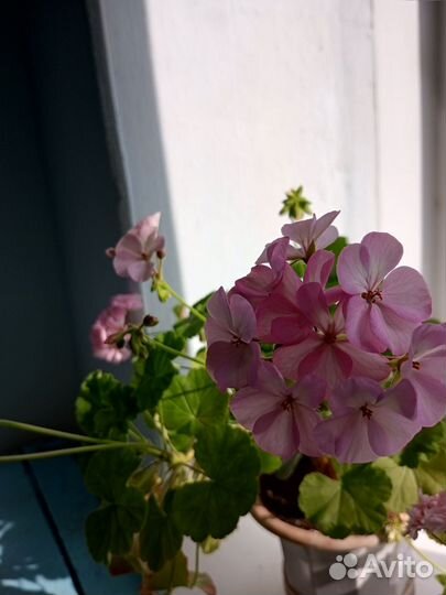 Герань пеларгония