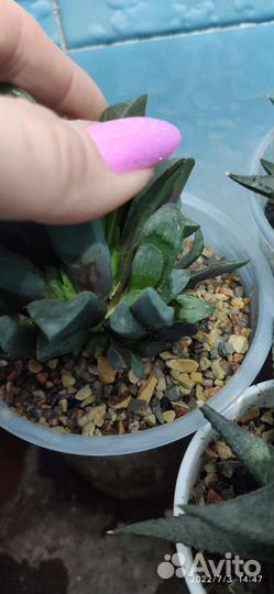 Суккуленты