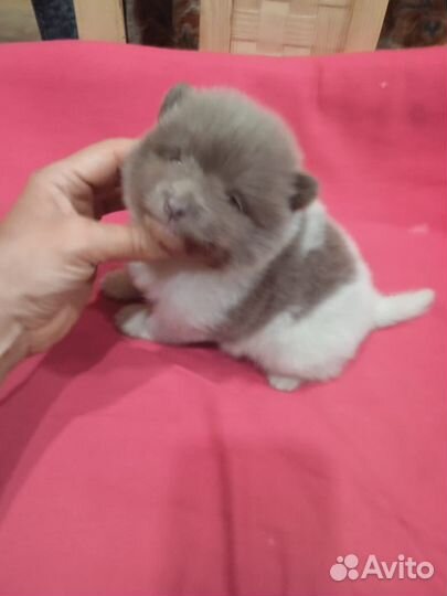 Померанский шпиц лиловый пати-колор