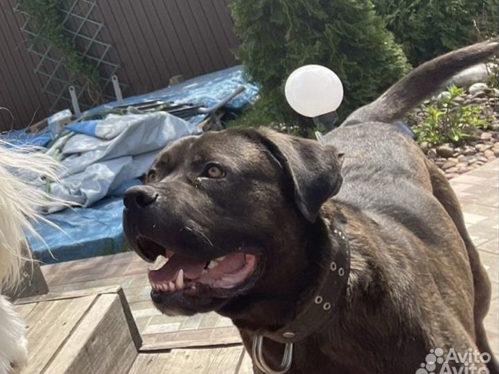 Собака кане корсо