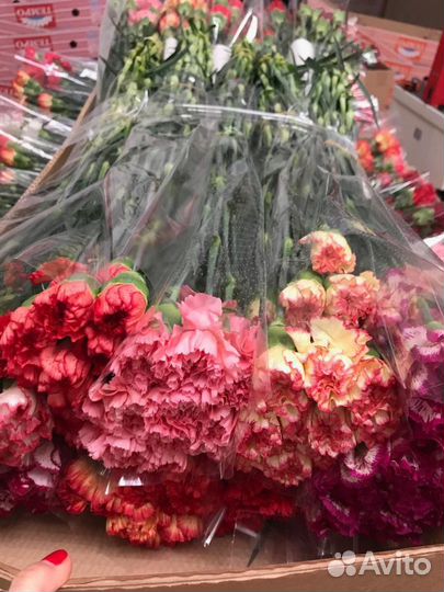 Гвоздика Оптом и в Розницу