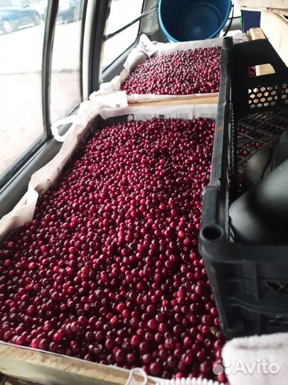 Брусника,ягода