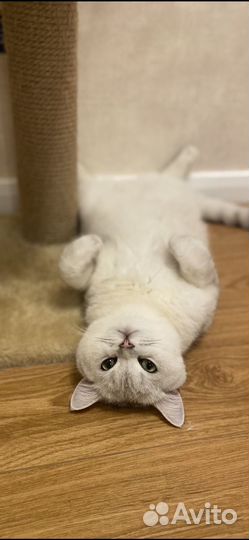 Кот шотландец, окрас Шиншила (вязка)