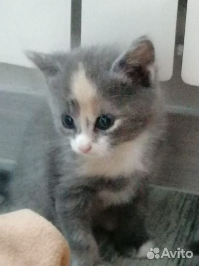 Отдам котенка в добрые руки