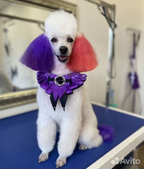 Стрижка кошек и собак