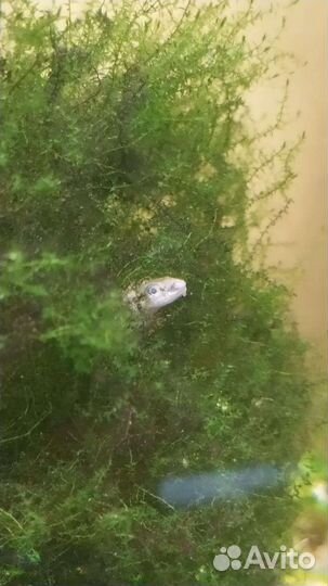 Лимонник, людвигия, мох аквариумные растения