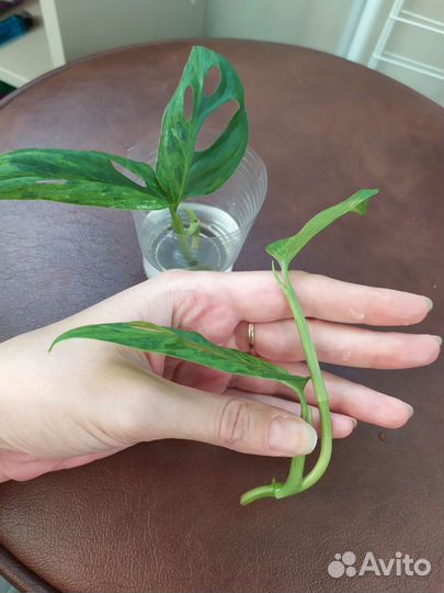 Монстера индо минт вариегатная