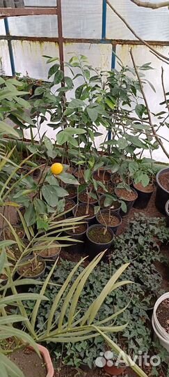 Саженцы цитрусовых
