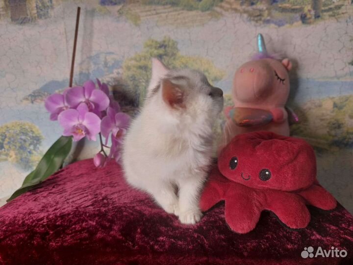 Британский котёнок