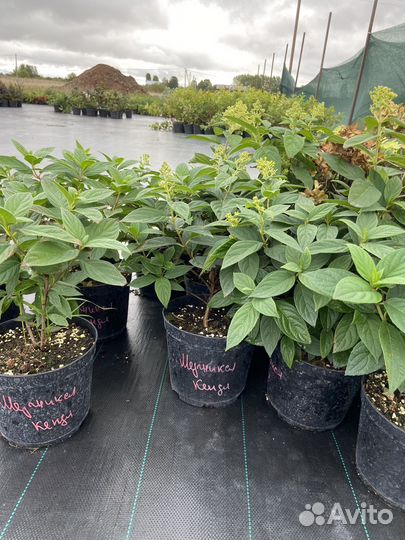 Гортензии метельчатные разных сортов