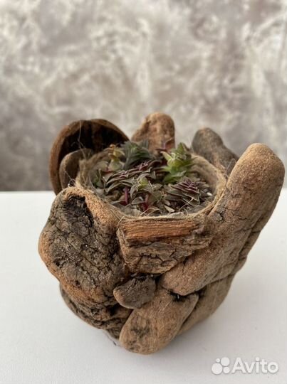 Суккуленты в деревянном кашпо