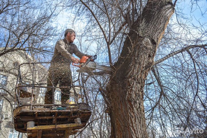 Спил деревьев