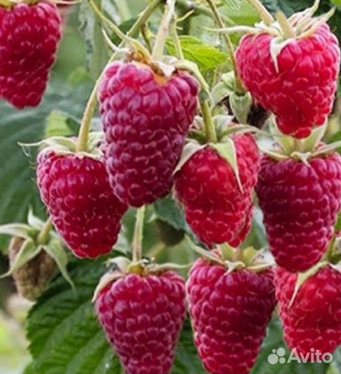 Ремонтантная малина