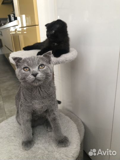 Котята