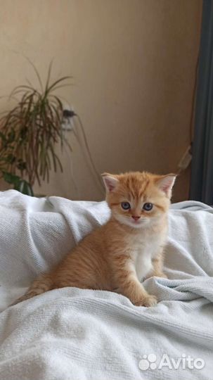 Котята окраса шиншилла