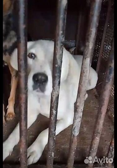 Собака в добрые руки отдам бесплатно