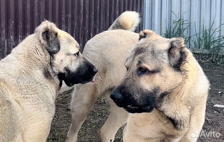 Гампры Аборигенные Оригинальные-Щенки Эксклюзив