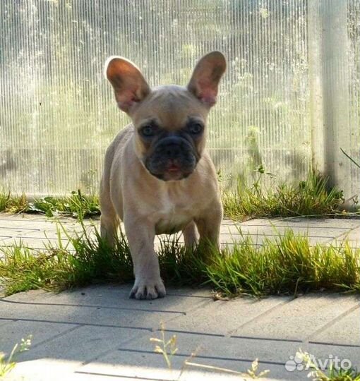 Французский бульдог девочка
