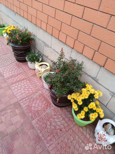 Цветы хризантемы голландской селекции -мультифлора