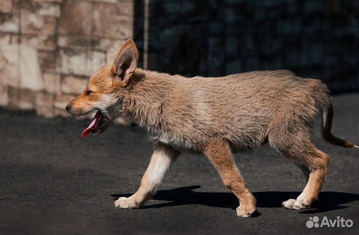 Собака в добрые руки