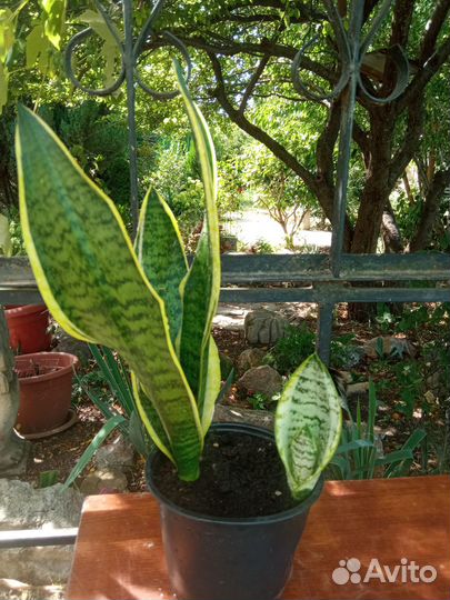 Сансевиерия Трехполосная (Тещин язык) с деткой