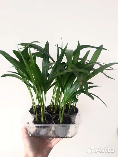 Пальма Арека / Дипсис / Хризалидокарпус