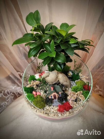 Бонсай флорариум, комнатные растения