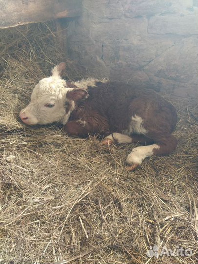 Телёнок (тёлочка)