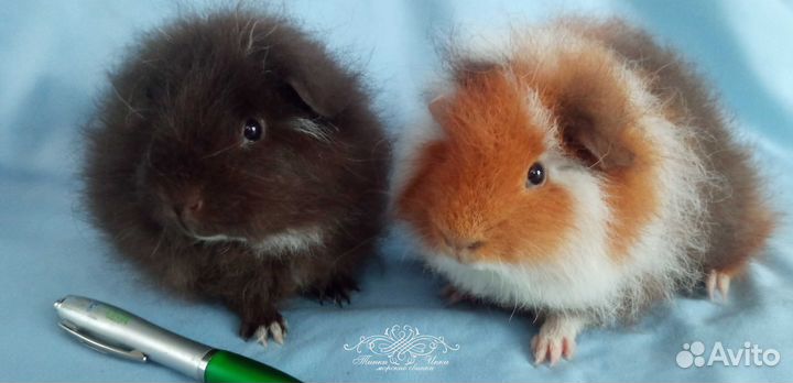 Тедди Швейцарский