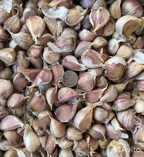 Семена чеснока Любаша