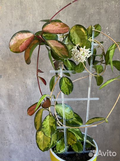 Хойя аустралис Лиза и Australis sunny side up