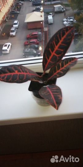 Продам кротон