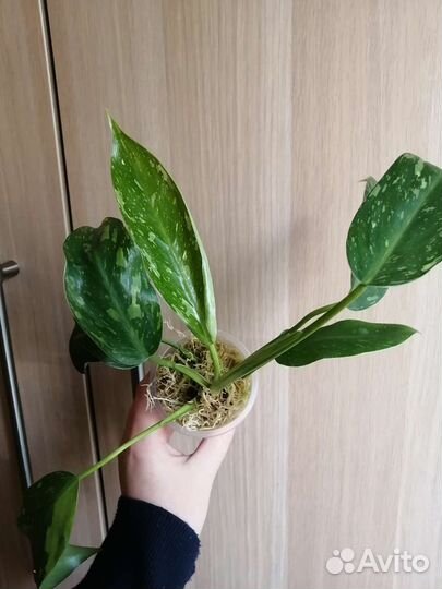 Филодендрон Имбе Вайт Марбл