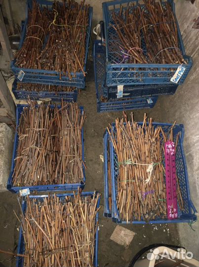 Итальянские черенки и саженцы винограда