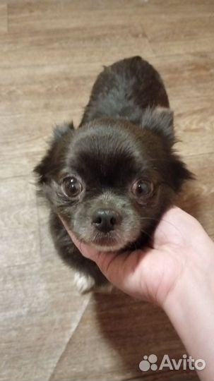 Найдена собака