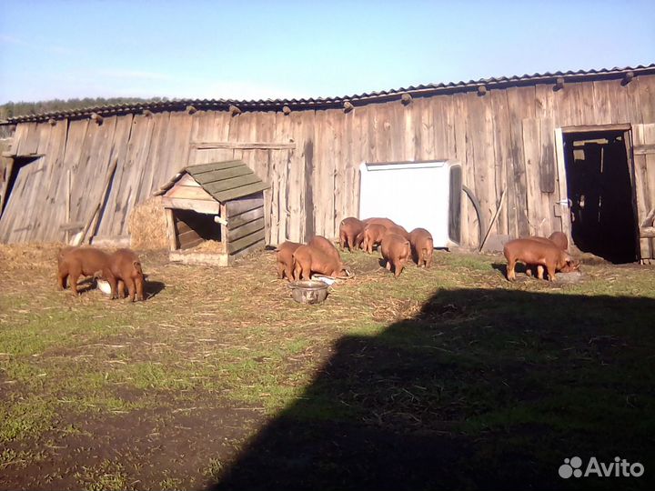 Поросята от племенного хряка