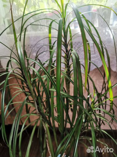 Пальма драцена