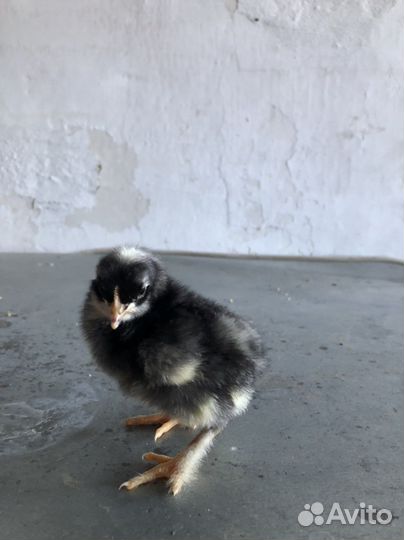 Цыплята суточные