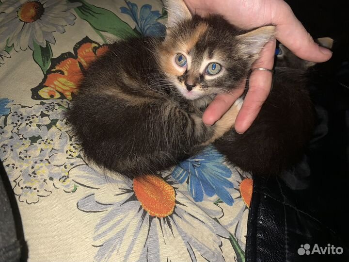 Кошечка в добрые руки