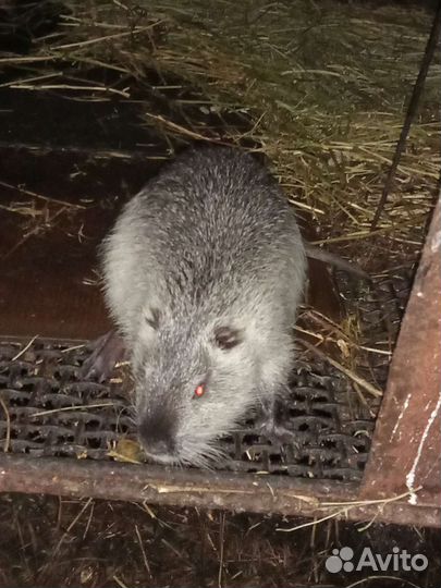 Нутрии живые и мясо