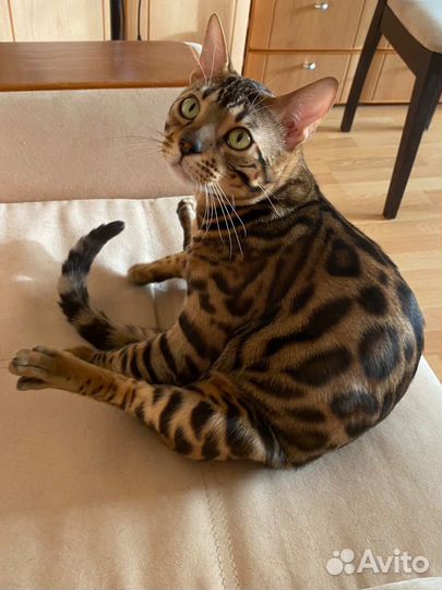 Вязка С красавчиком бенгалом