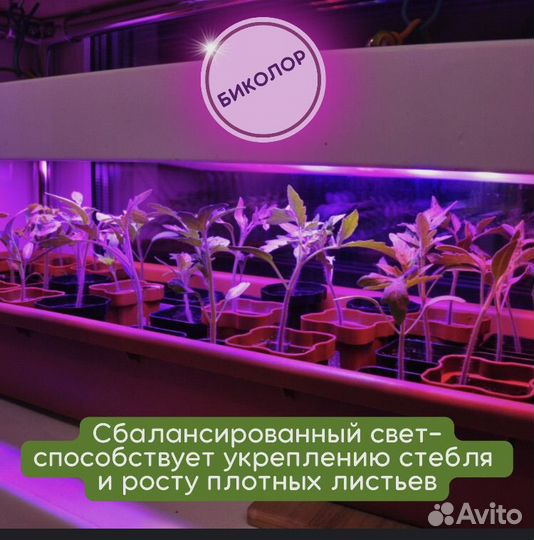 Фитолампа