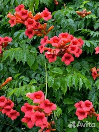 Саженцы кампсиса